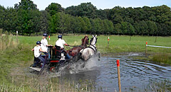 Paarden in actie