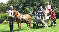 Paarden & Pony's