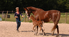 Paarden & Pony's