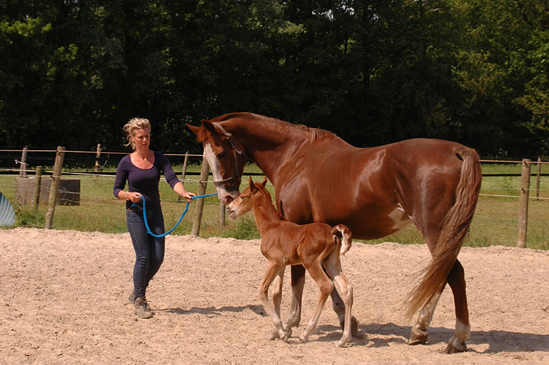 Groot Dokter onpeilbaar Paard & Pony bij Camping Stalhouderij de Goldberg